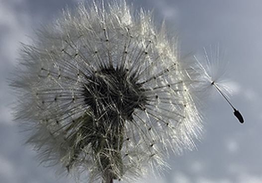 Grief Reiki